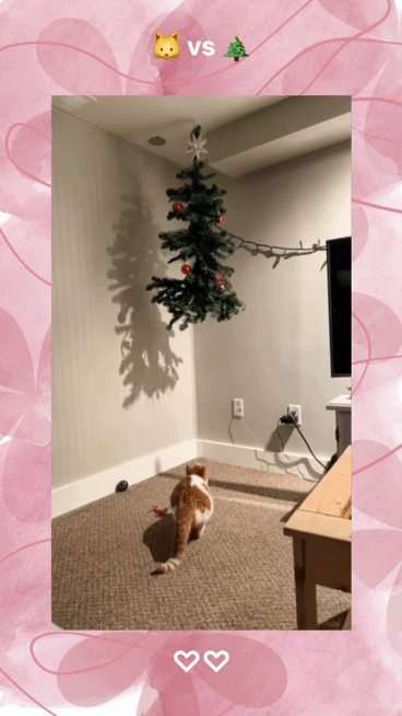 크리스마스트리🎄와 고양이🐱 | 인스티즈