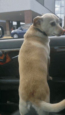 작은 주인 마중 나온 강아지.GIF | 인스티즈