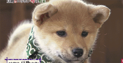 일본 교양 프로그램 마스코트인 애기 시바견.gif | 인스티즈