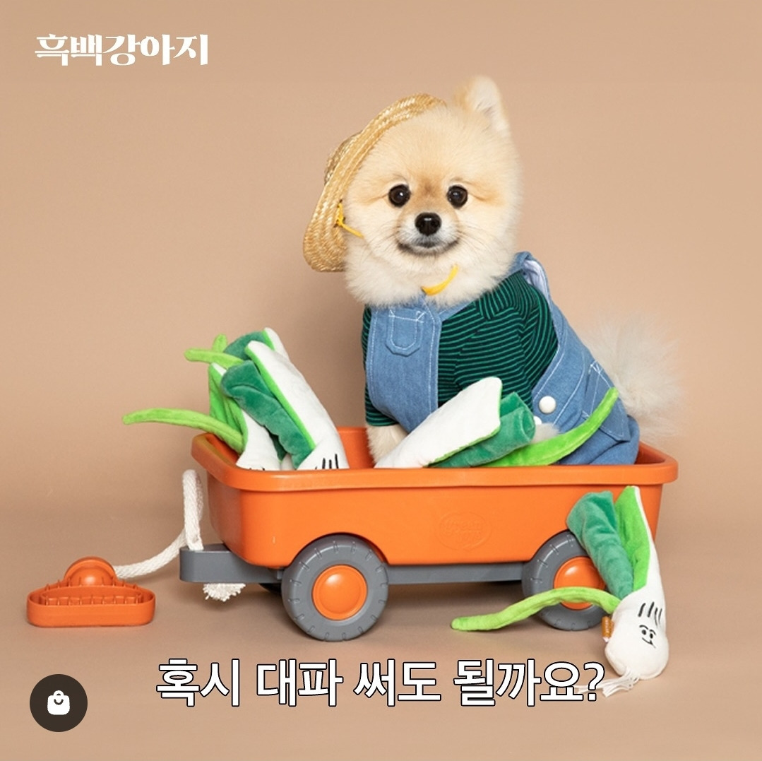반려견 용품 시장이 얼마나 트렌드에 민감한지 증명해 보겠습니다 feat.흑백요리사 | 인스티즈