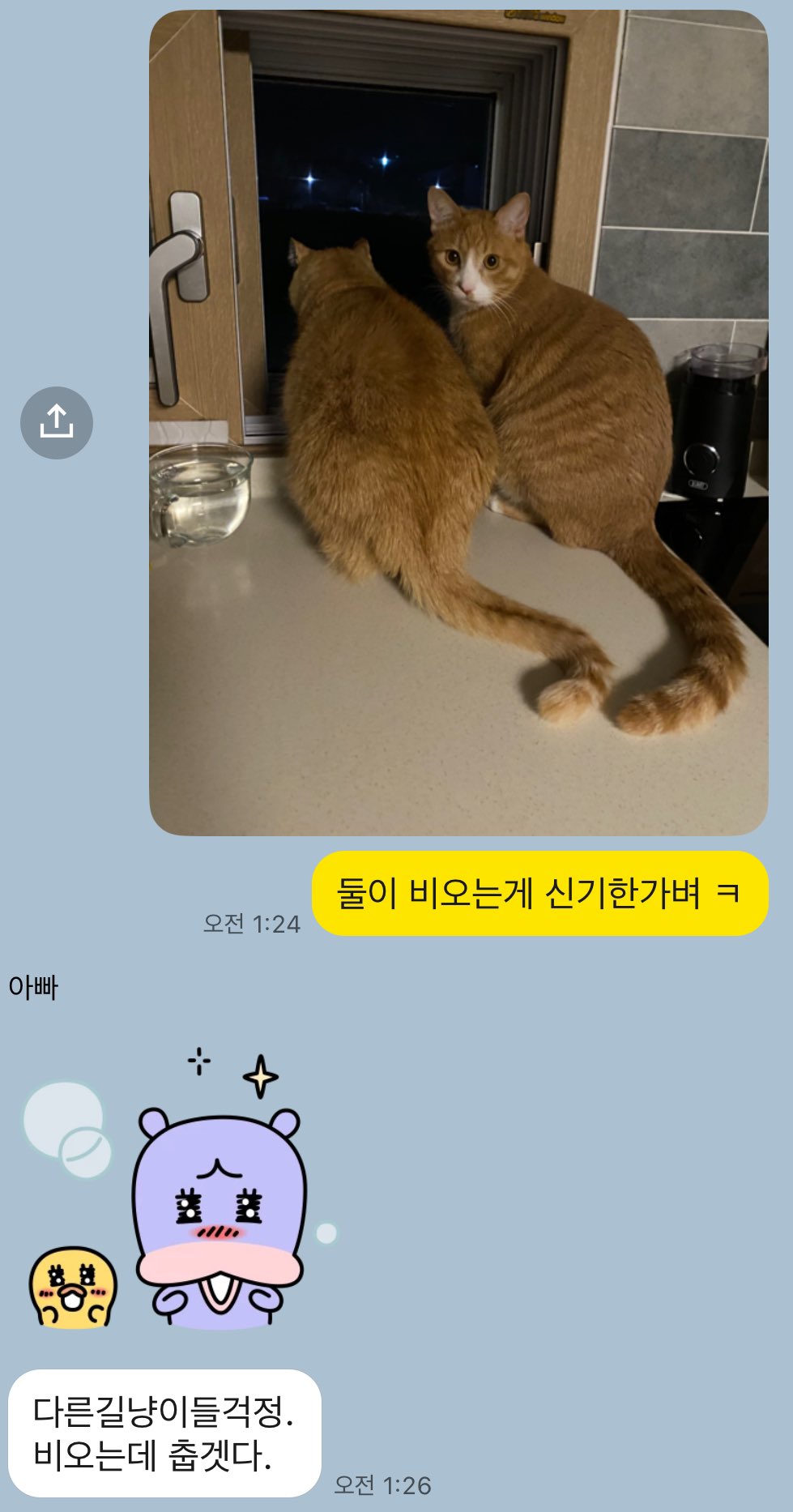 아빠 동물 싫어햇는데 투키 키우고 캣저씨됨 | 인스티즈