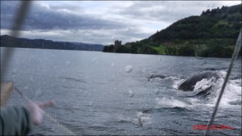 세계각국의 크립티드 영상 모음 | 인스티즈