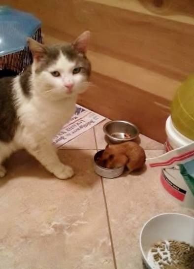 동물과 동물이 만났을 때 | 인스티즈