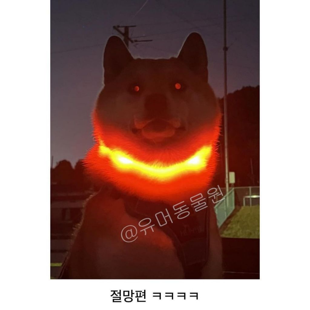 밤 산책용 LED목걸이를 찬 댕댕이 | 인스티즈