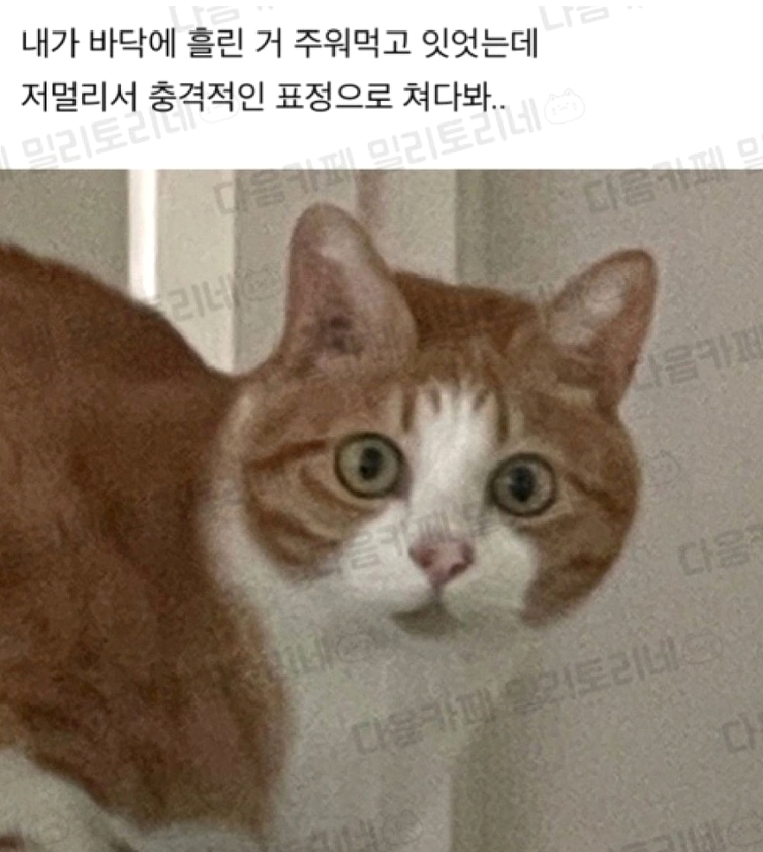 혹시.. 고양이도 더러운게 뭔지 알아..? | 인스티즈