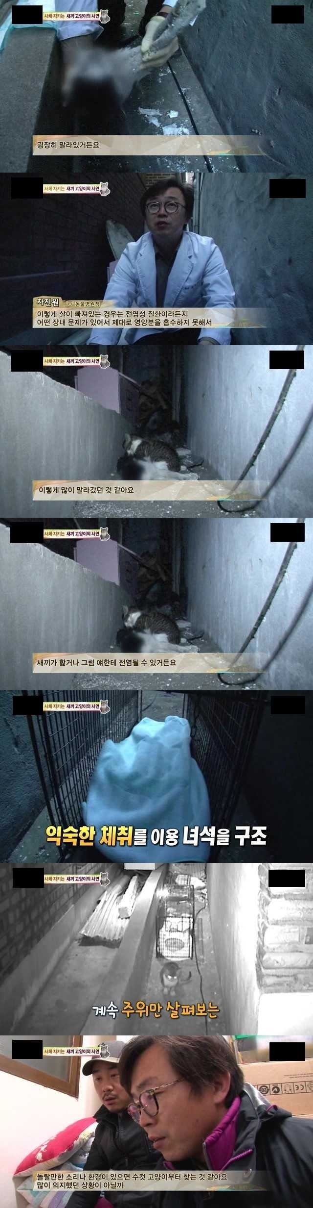 시체를 지키는 새끼고양이의 사연 | 인스티즈