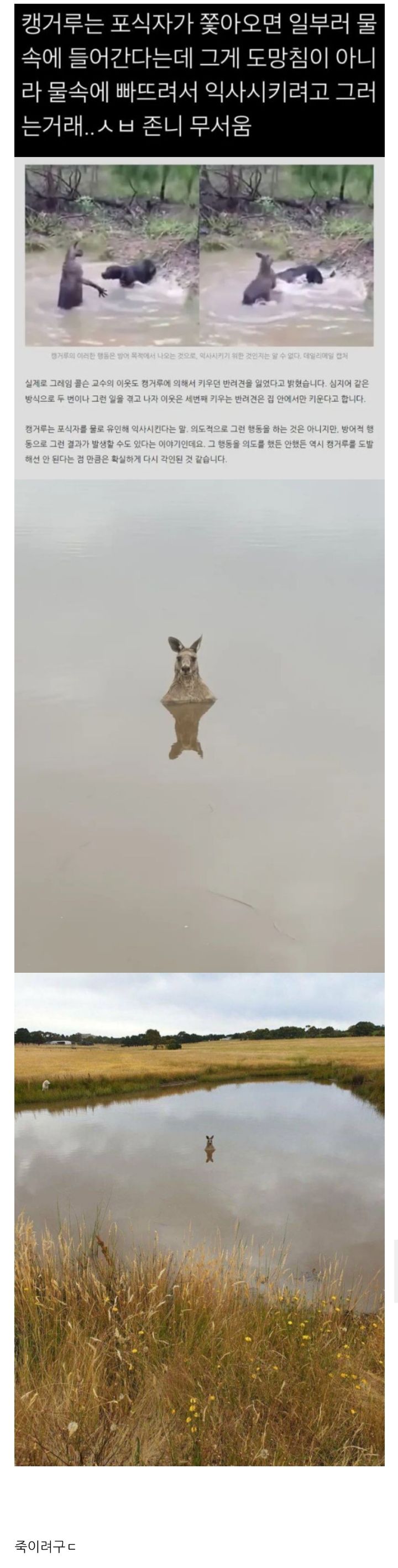캥거루가 물속에서 지켜보는 이유 | 인스티즈