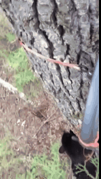 산에서 곰 만나면 그냥 죽어야 하는 이유.gif | 인스티즈