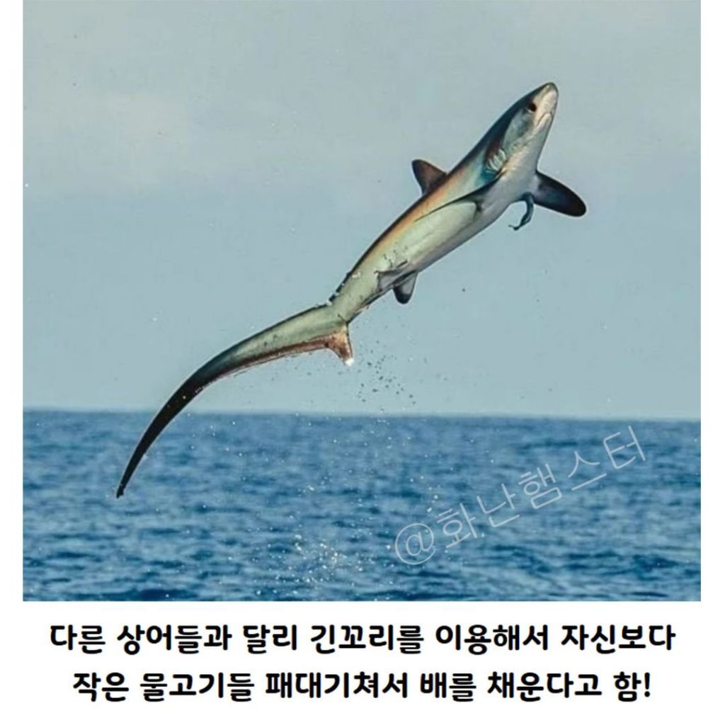 생긴걸로 오해받는 상어 | 인스티즈