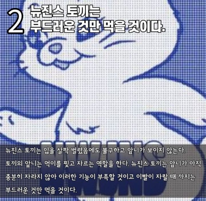 수의사가 분석하는 뉴진스 토끼 특징 | 인스티즈