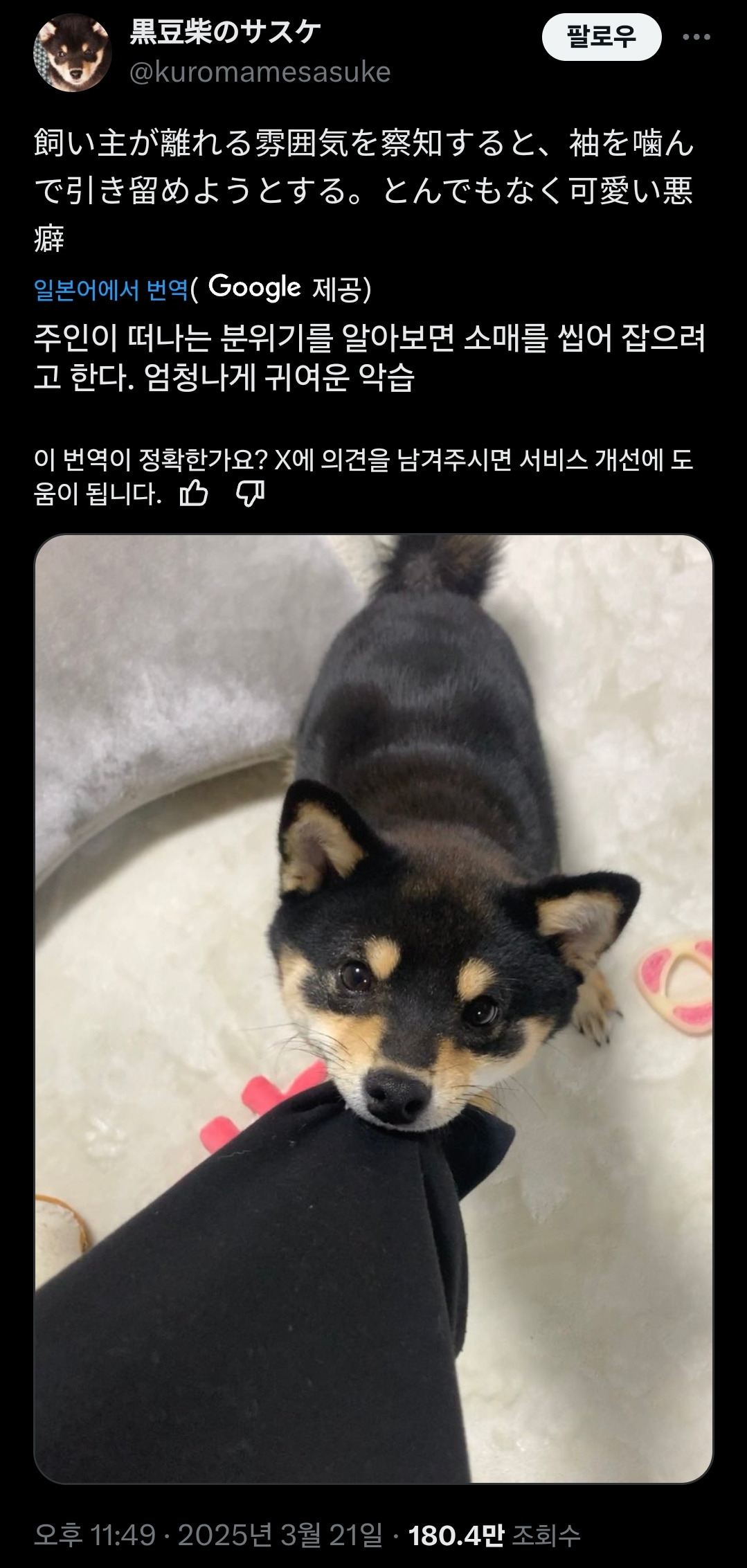 어느집 반려견의 아주 나쁜 버릇 | 인스티즈