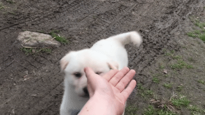 강아지는 다 커서도 애기다 | 인스티즈