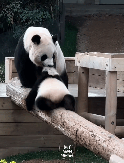 후이 입으로 물고 옮기다가 뒤로 넘어간 아이바오🐼 | 인스티즈