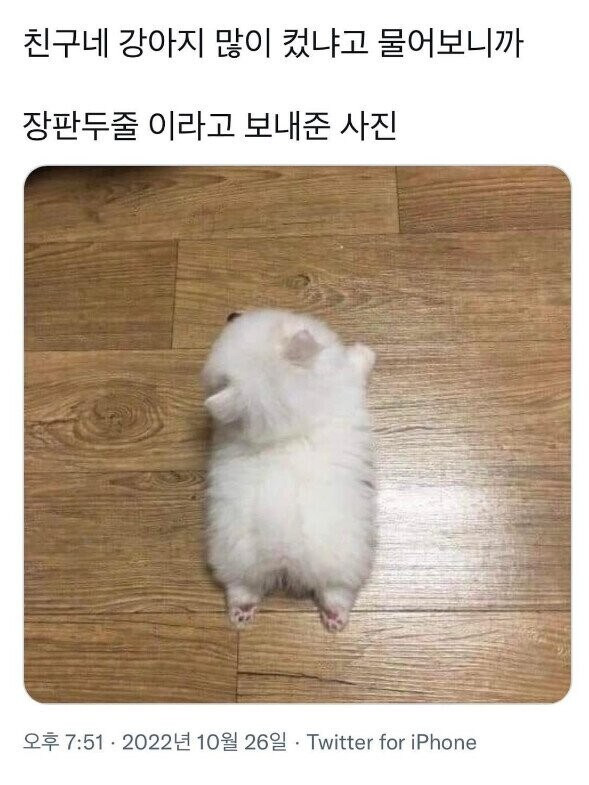 너네 집 강아지 좀 자랐냐?.jpg | 인스티즈