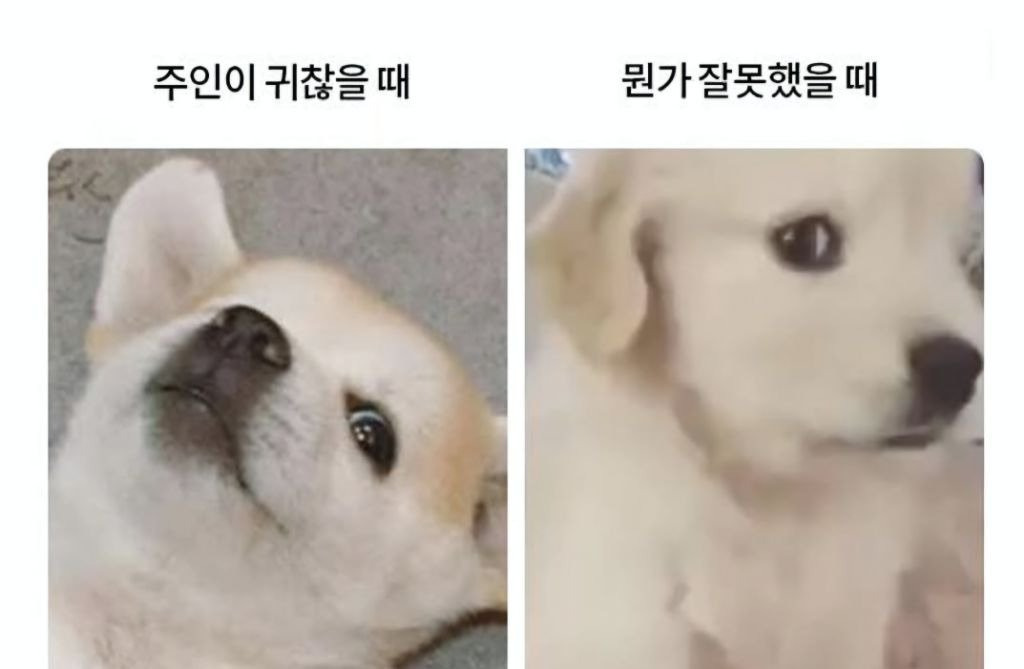 개 키우면 보이는 표정.jpg | 인스티즈