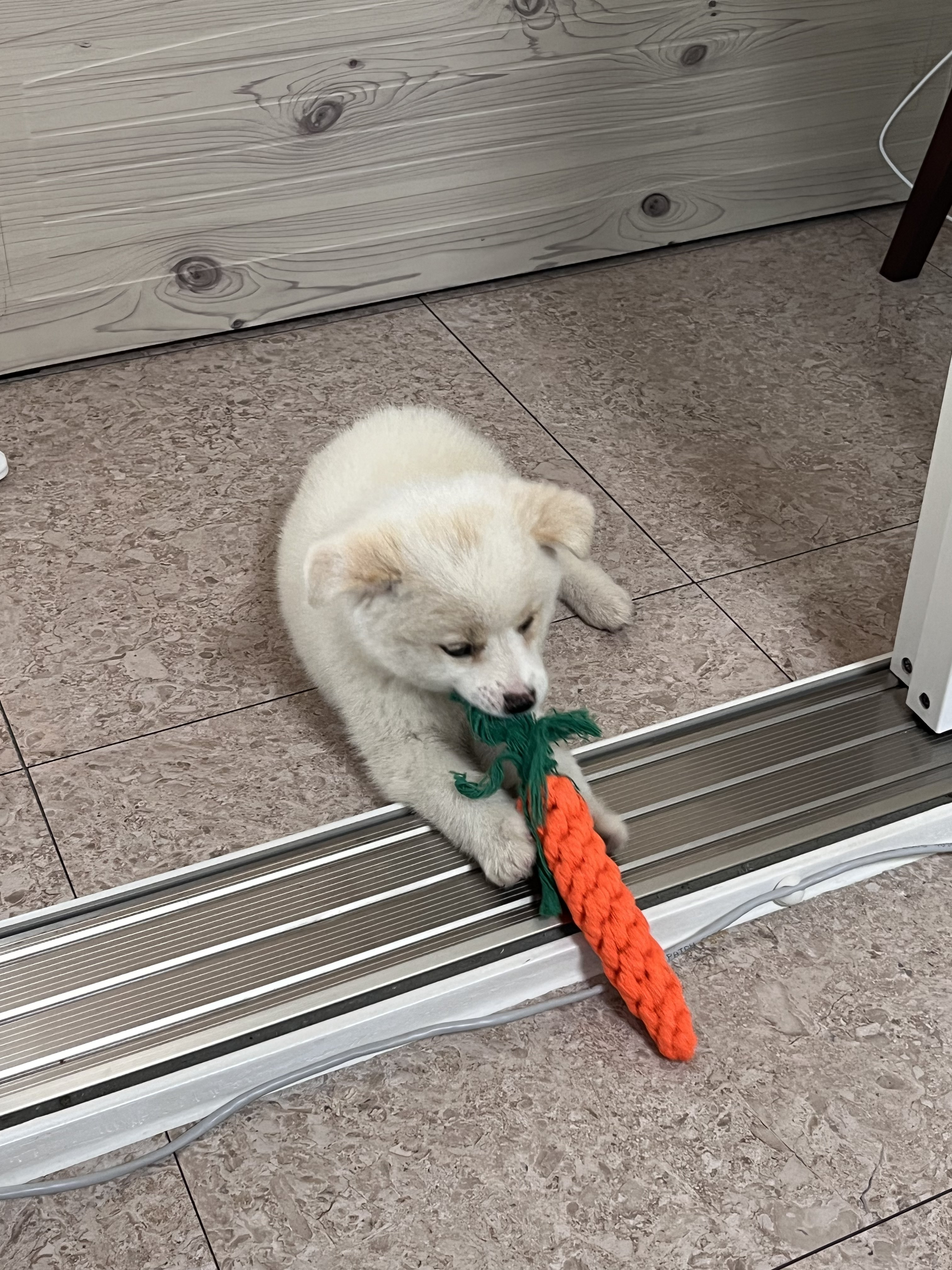 강아지 처음 키워본 엄마의 실수 | 인스티즈