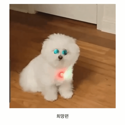 밤 산책용 LED목걸이를 찬 댕댕이 | 인스티즈