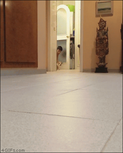 작은 강아지의 질주 | 인스티즈