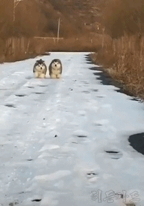 작은 강아지의 질주 | 인스티즈