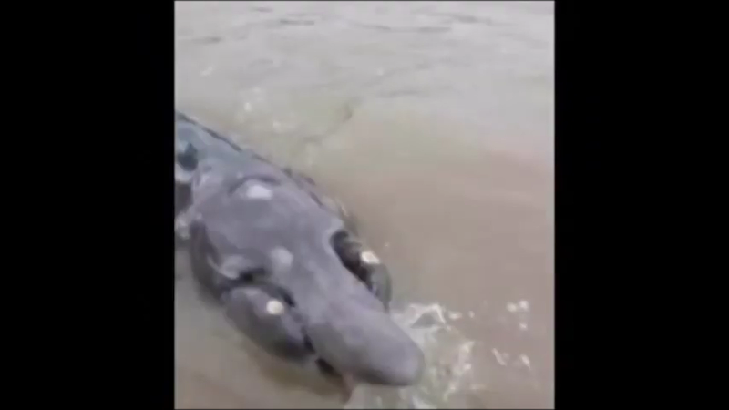 세계각국의 크립티드 영상 모음 | 인스티즈