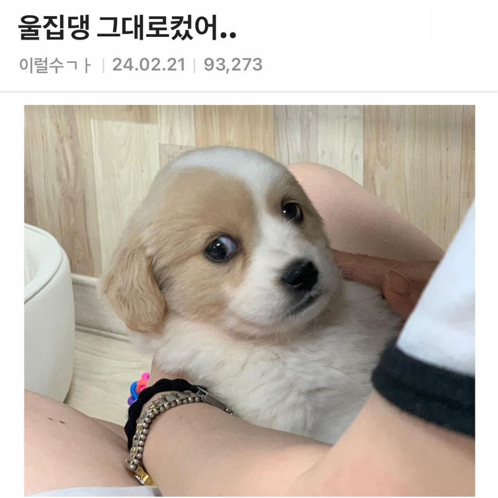 우리 강아지 그대로 큼 | 인스티즈