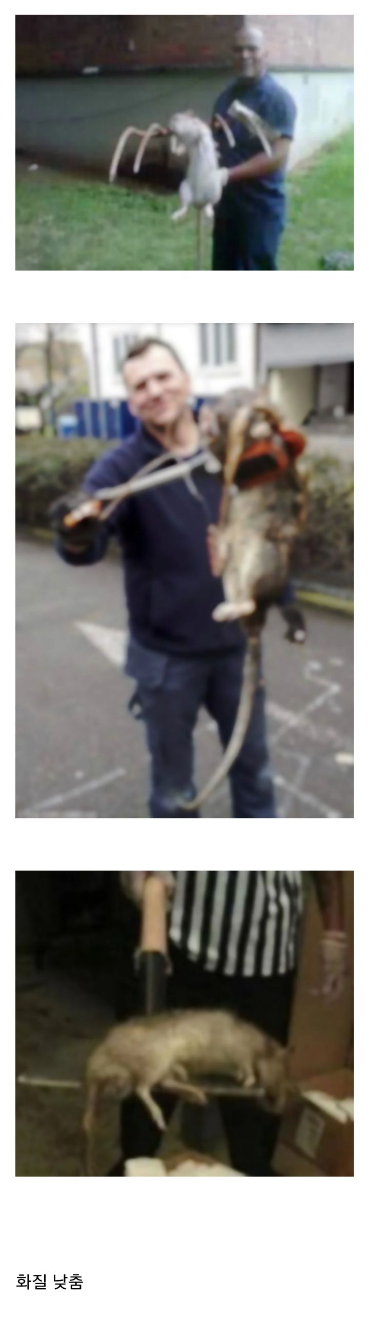 뉴욕 쥐 크기(혐오주의) | 인스티즈