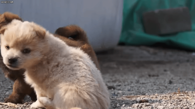 유전검사에서 '종'으로 인정받은 '시고르자브종' 강아지 | 인스티즈