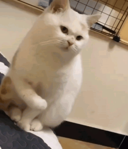 강아지가 자꾸 캣타워에 올라가서 큰일이에요 | 인스티즈