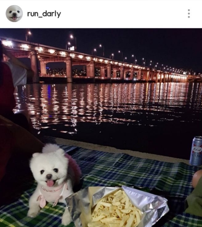 2년 가까이 소식 없는 강아지 달리.jpg | 인스티즈