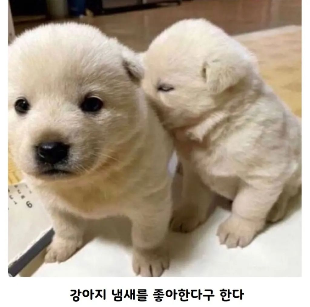 아기 강아지들도 좋아하는것 | 인스티즈