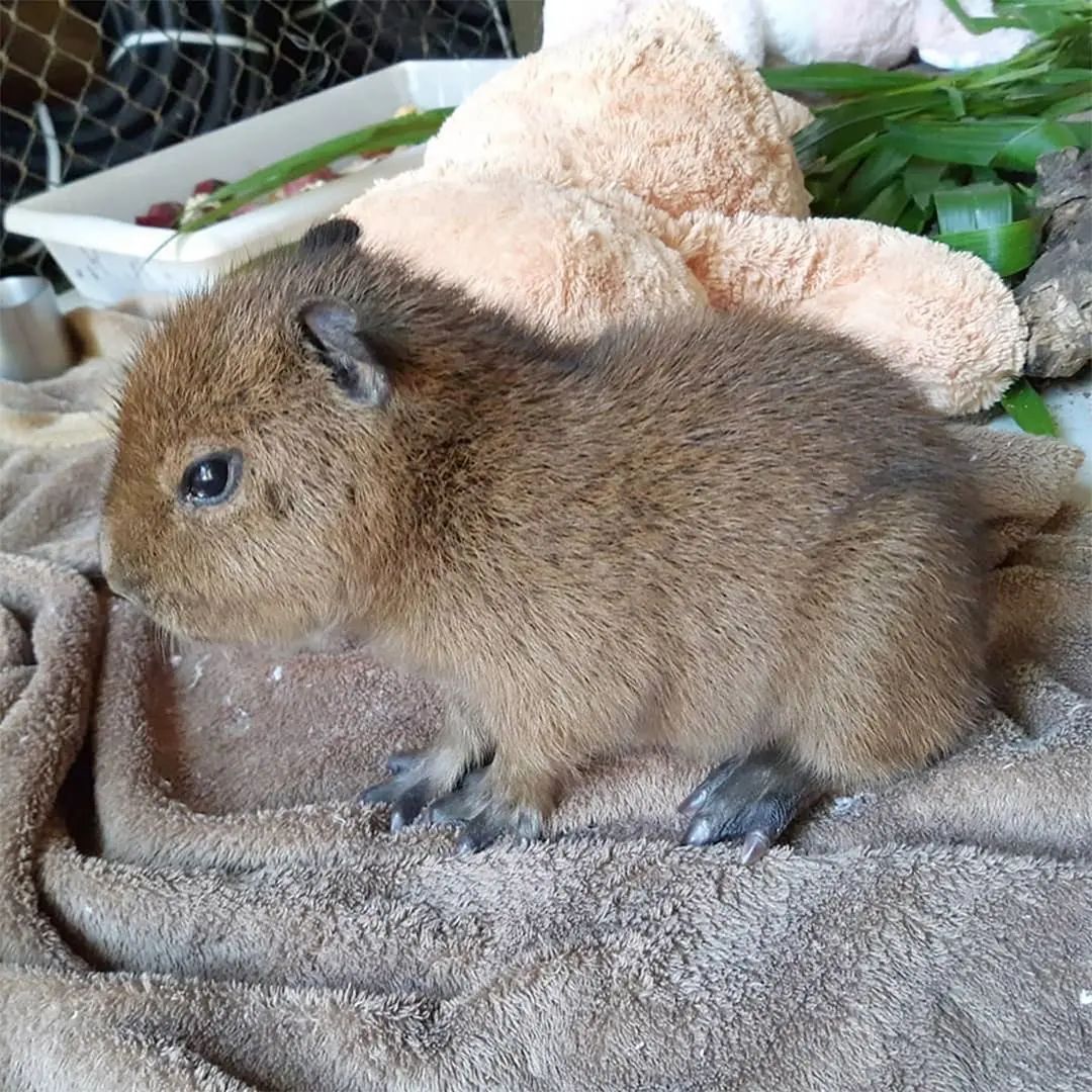 아기 카피바라 | 인스티즈