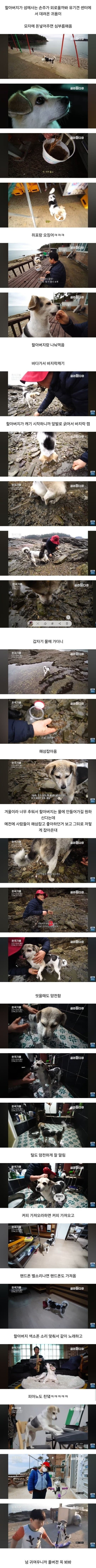 섬에서 외로워 하던 손자를 위해, 유기견 센터에서 데려온 개가 어딘가 심상치 않다 | 인스티즈