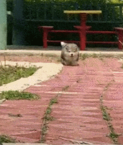 작은 강아지의 질주 | 인스티즈