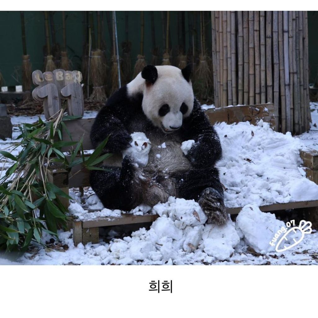 러바오는 나야 둘이 될 순 없어 | 인스티즈