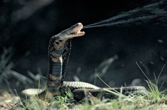 (뱀 주의) 코브라가 독을 뿜게 진화한 이유 | 인스티즈