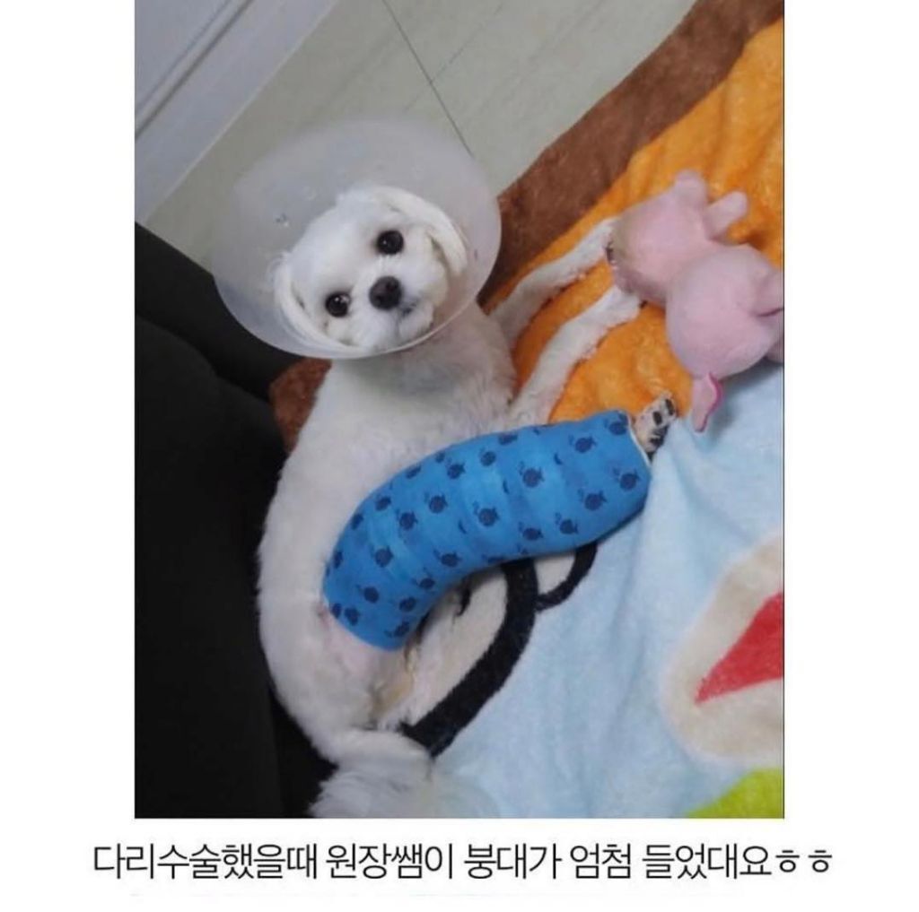 말티즈 다리가 길어봐야 얼마나 길겠어 | 인스티즈