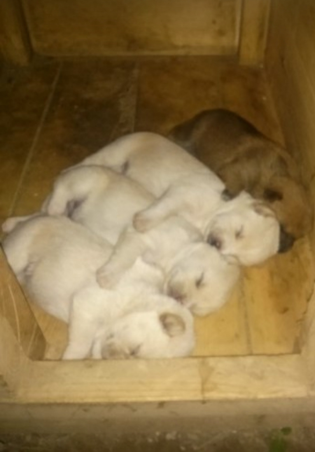 계곡물에 빠진 강아지를 본 동자승의 반응 | 인스티즈