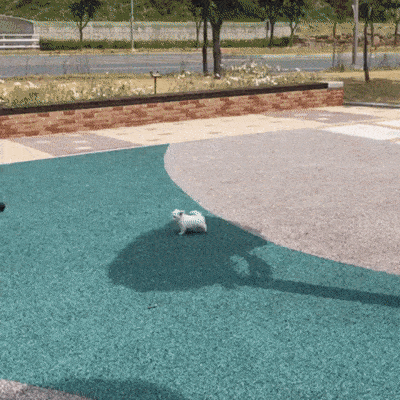 작은 강아지의 질주 | 인스티즈