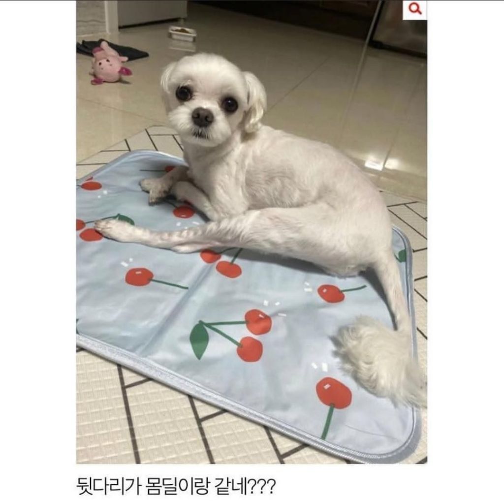 말티즈 다리가 길어봐야 얼마나 길겠어 | 인스티즈