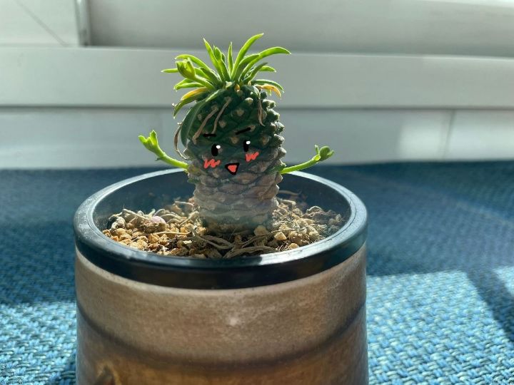 선인장에 팔… 이 생겼는데 괜찮은 것인지 | 인스티즈