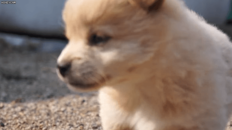 유전검사에서 '종'으로 인정받은 '시고르자브종' 강아지 | 인스티즈