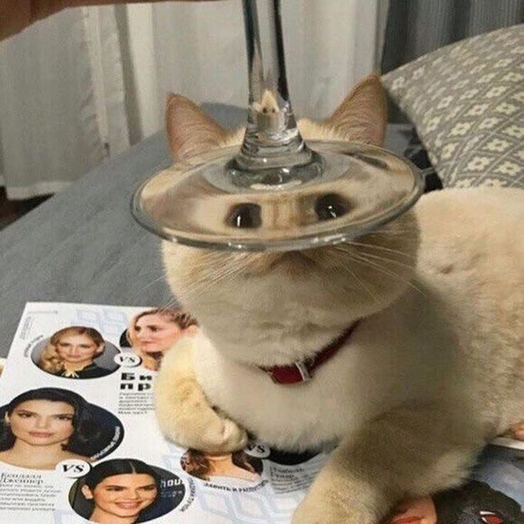 고양이는 굴곡진 유리를 통해서 봐야한다 | 인스티즈