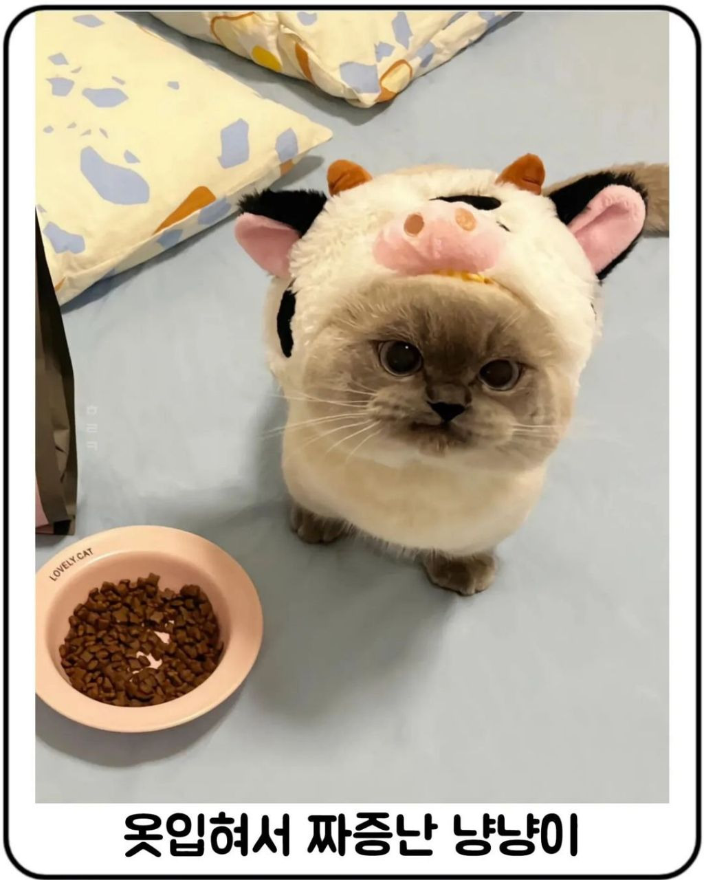 옷입혀서 짜증난 냥이 달래는 방법.jpg | 인스티즈
