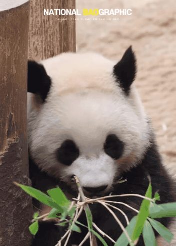 귀여움 한도초과 루이바오💜 | 인스티즈