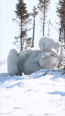 유독 엄마를 귀찮게 하고 있는 짤이 많은 아기동물.jpgif | 인스티즈