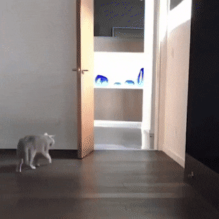 친구한테 장난치는 고양이.gif | 인스티즈