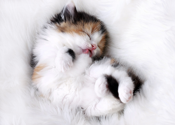 자, 여기 아기고양이와 40억이 있습니다. 이 둘중에 어느 것 | 인스티즈