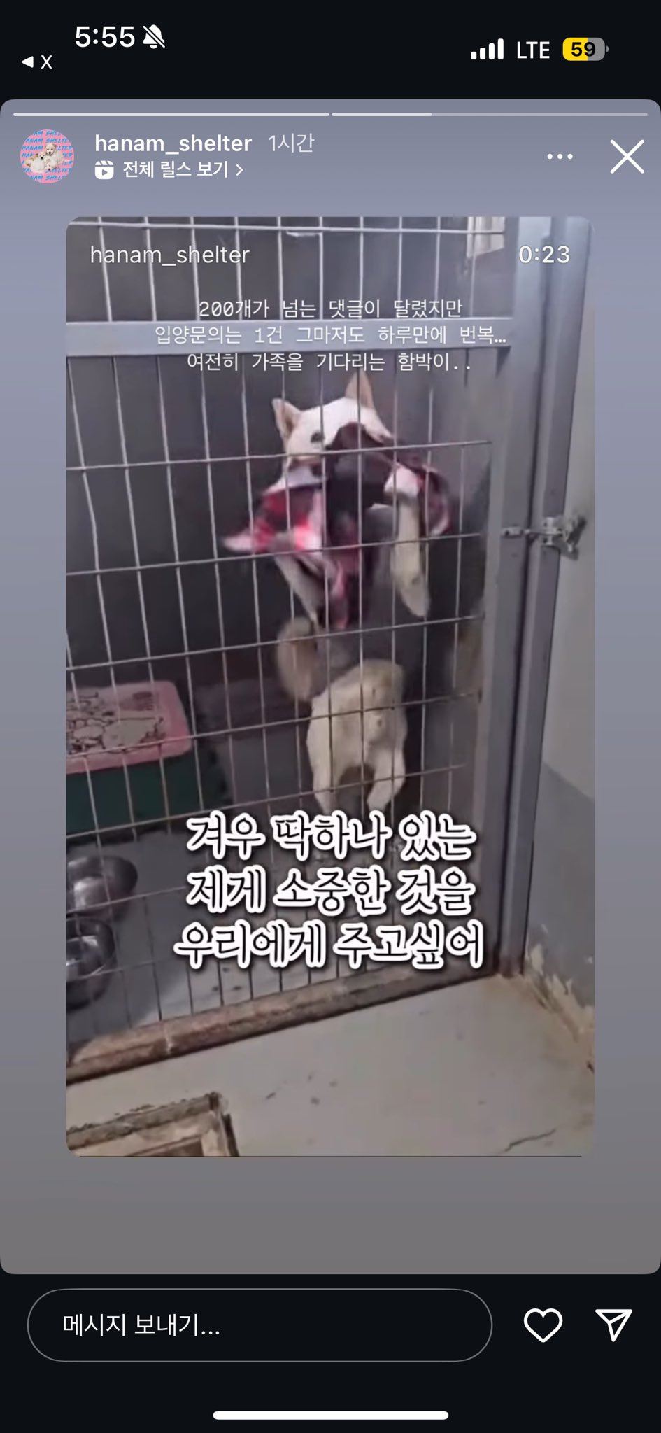 자기가 가장 좋아하는 담요 보여주는 강아지 | 인스티즈