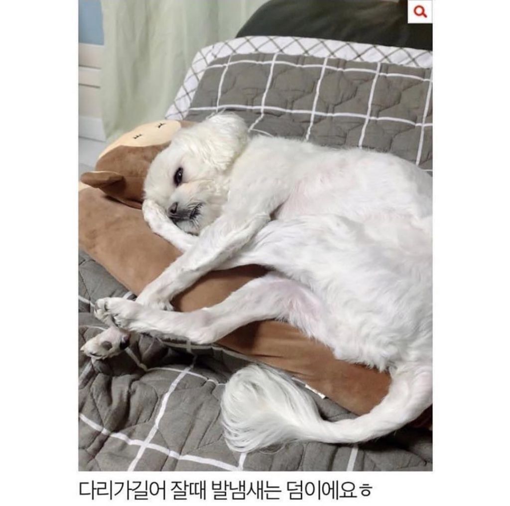 말티즈 다리가 길어봐야 얼마나 길겠어 | 인스티즈