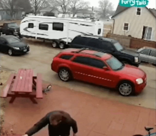 강아지와 빙판길을 올라가는 방법 | 인스티즈